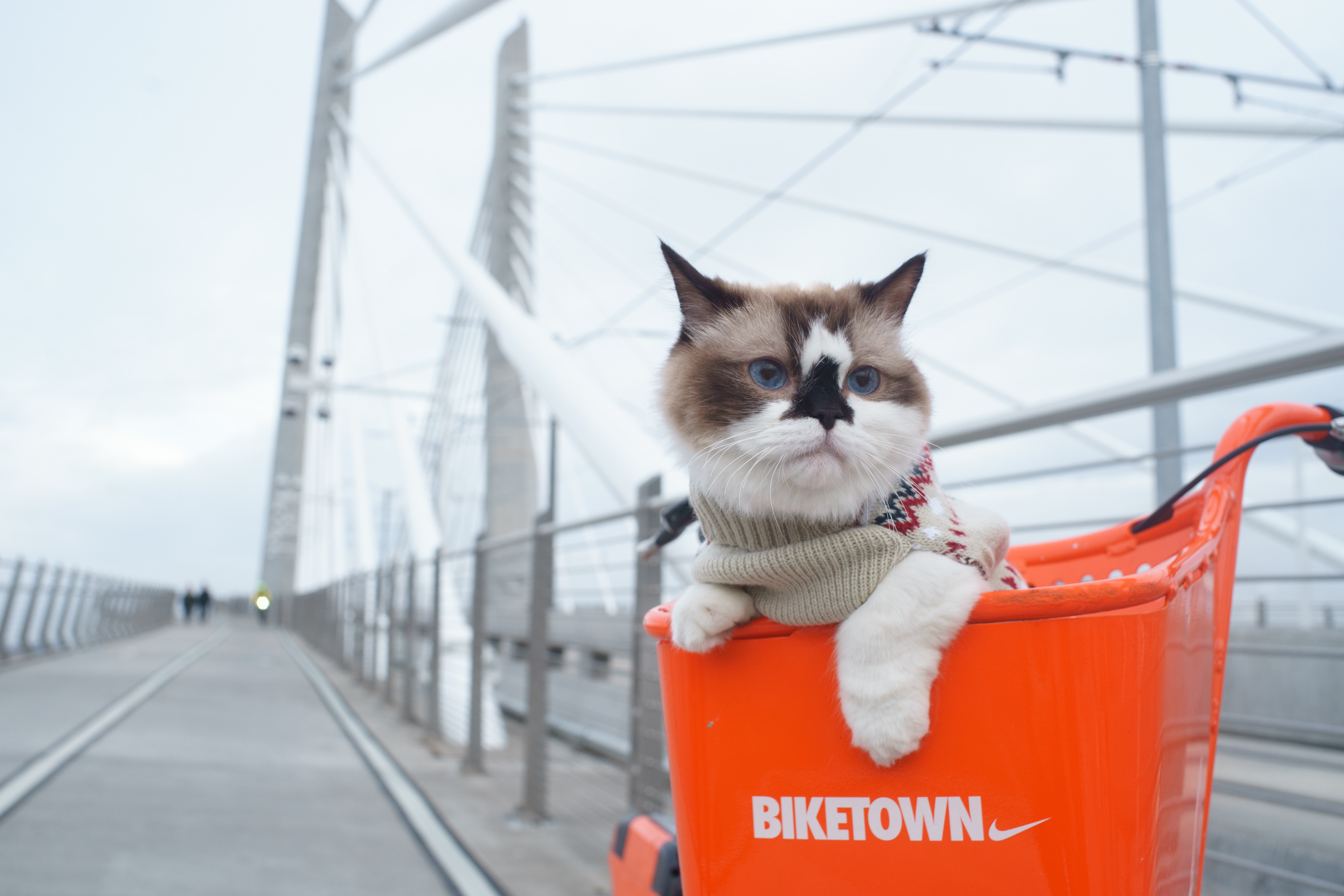 image of cute cat in a basket on a bike